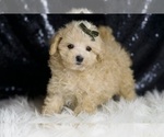 Small #3 Maltipoo