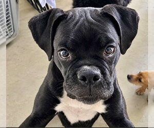 Boxer Dogs for adoption in Dumont, NJ, USA
