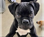 Virginia - Female Boxer Dog for Adoption - Small photo