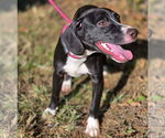 Small Photo #3 Beagle-Unknown Mix Puppy For Sale in Anniston, AL, USA
