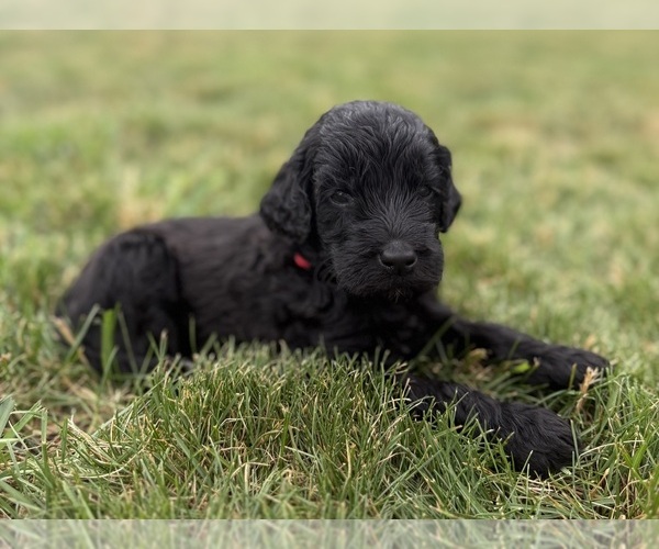 Medium Photo #6 Goldendoodle Puppy For Sale in HOWARD CITY, MI, USA