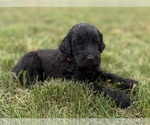 Small Photo #33 Goldendoodle Puppy For Sale in HOWARD CITY, MI, USA