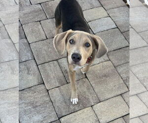 Mutt Dogs for adoption in Sanderson, FL, USA
