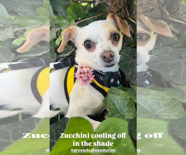 Medium Photo #3 Chihuahua-Unknown Mix Puppy For Sale in Lake Elsinore, CA, USA