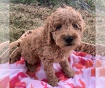 Small Photo #2 Poodle (Miniature) Puppy For Sale in BERNE, IN, USA