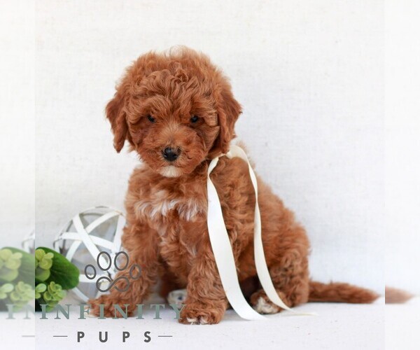 Medium Photo #4 Cavapoo (Miniature) Puppy For Sale in NEWMANSTOWN, PA, USA