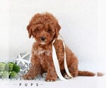 Small #3 Cavapoo (Miniature)