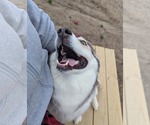 Small #17 Siberian Husky