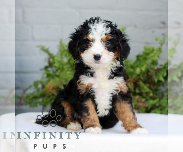 Medium Photo #4 Bernedoodle (Miniature) Puppy For Sale in LITITZ, PA, USA