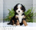 Small #3 Bernedoodle (Miniature)