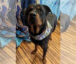 Small Photo #6 Rottweiler Puppy For Sale in Hillsboro, NH, USA