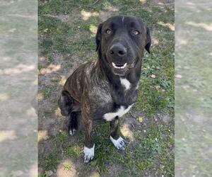Mastiff-Unknown Mix Dogs for adoption in Riverside, CA, USA