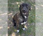 Small Mastiff Mix