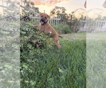 Puppy Nahla Cane Corso-Doberman Pinscher Mix
