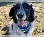 Small Australian Shepherd
