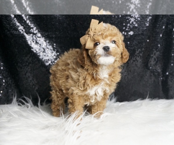 Medium Photo #5 Poodle (Toy) Puppy For Sale in WARSAW, IN, USA