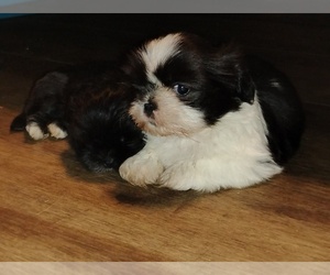 Shih Tzu Puppy for sale in AUBURN, CA, USA