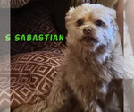 Small #1 Shih Tzu Mix
