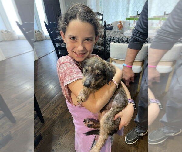 Medium Photo #3 Shepradors Puppy For Sale in Brewster, NY, USA