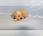 Small #3 Golden Retriever