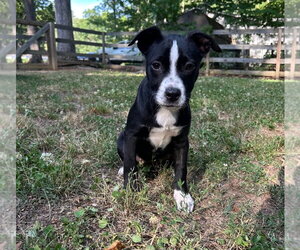 American Pit Bull Terrier-American Staffordshire Terrier Mix Dogs for adoption in Chester, VA, USA