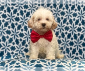 Poodle (Miniature)-YorkiePoo Mix Puppy for sale in LAKELAND, FL, USA