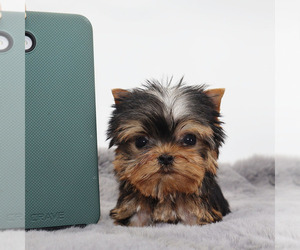 Yorkshire Terrier Puppy for sale in LOS ANGELES, CA, USA