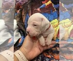 Small Photo #2 Dogo Argentino Puppy For Sale in ZACHARY, LA, USA