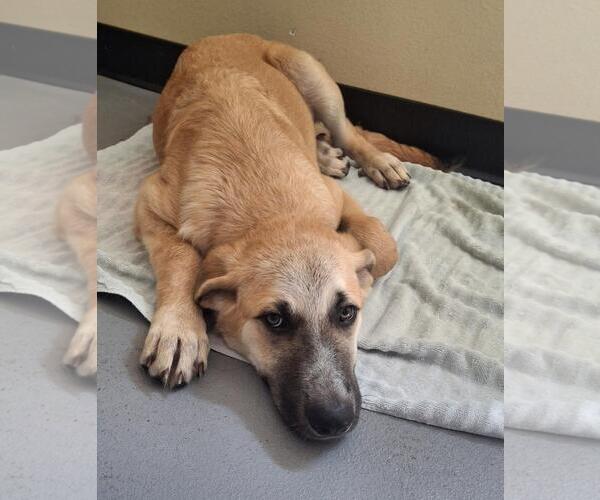 Medium Photo #4 Anatolian Shepherd-Unknown Mix Puppy For Sale in Rockwall, TX, USA