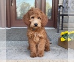 Small #1 Goldendoodle