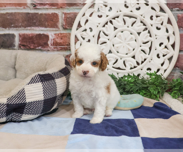 Medium Photo #3 Cavapoo (Miniature) Puppy For Sale in SYRACUSE, IN, USA