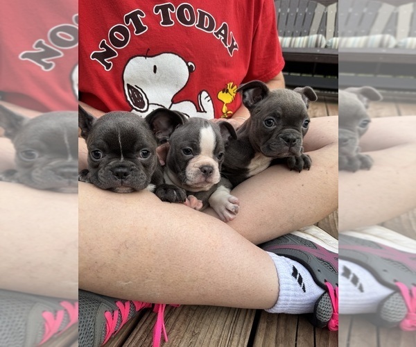 Medium Photo #10 Faux Frenchbo Bulldog Puppy For Sale in FREDONIA, KS, USA