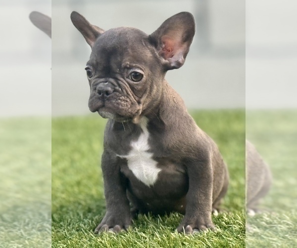Medium Photo #3 French Bulldog Puppy For Sale in TALLAHASSEE, FL, USA