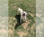 Stretch - Female Labrador Retriever Dog for Adoption - Small photo