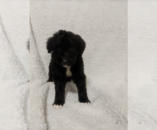 Medium Photo #1 Aussiedoodle Puppy For Sale in SPENCER, TN, USA