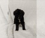 Small Photo #1 Aussiedoodle Puppy For Sale in SPENCER, TN, USA