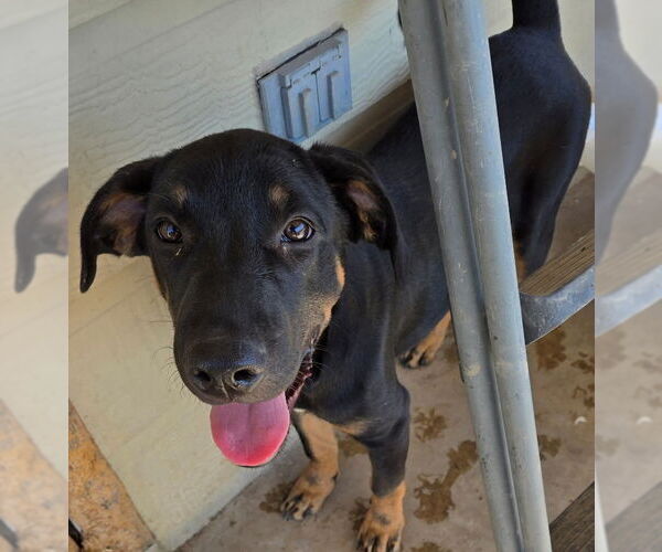 Medium Photo #1 Labrottie Puppy For Sale in San Antonio, TX, USA