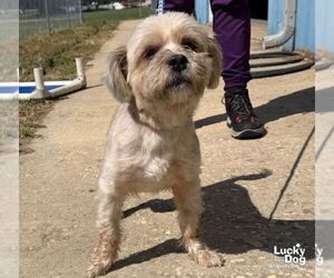 Midgi - Female Shih Tzu-Unknown Mix Dog for Adoption - Photo #3