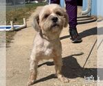 Small Photo #3 Shih Tzu-Unknown Mix Puppy For Sale in Washington, DC, USA