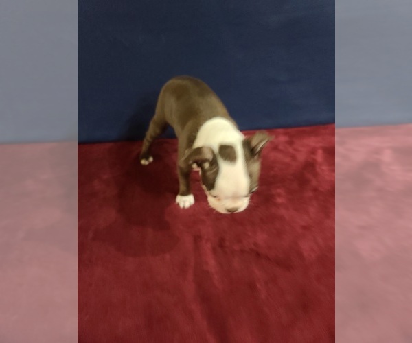 Medium Photo #4 Boston Terrier Puppy For Sale in GILBERT, AZ, USA