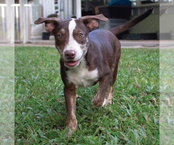 Medium Photo #2 Mutt Puppy For Sale in Canton, CT, USA