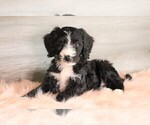 Small Photo #3 Bernedoodle Puppy For Sale in FREDERICKSBG, OH, USA