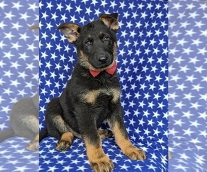 German Shepherd Dog Puppy for sale in LEOLA, PA, USA