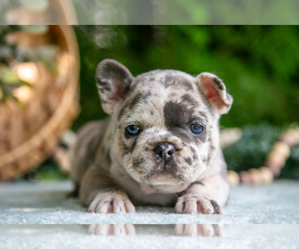 Medium Photo #3 French Bulldog Puppy For Sale in NAPPANEE, IN, USA