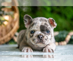 Small #2 French Bulldog
