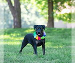 Small #4 Labrador Retriever Mix