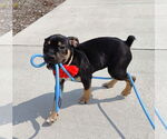 Small #1 American Pit Bull Terrier-Labrador Retriever Mix