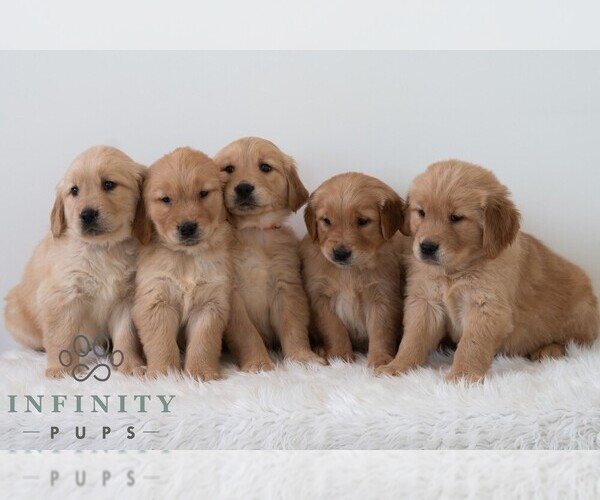 Medium Photo #2 Golden Retriever Puppy For Sale in NEWPORT, PA, USA
