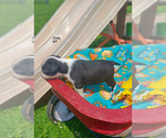 Small Photo #7 Boston Terrier Puppy For Sale in AUBURNDALE, WI, USA