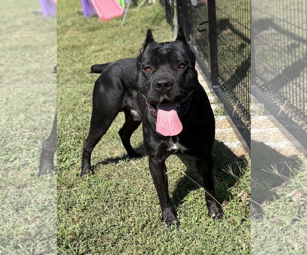 Medium Photo #3 Mutt Puppy For Sale in Virginia Beach, VA, USA